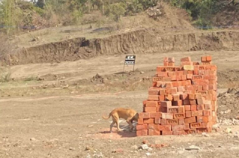 sangarh-1772772922