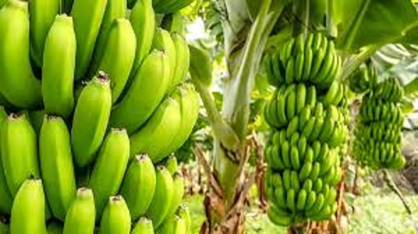 banana-1776411943